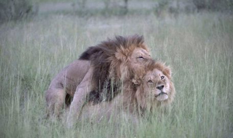 Homosexual behavior of two male lions. Copulating in the savannah.