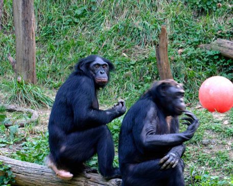 Photograph of two bonobos at the Cincinnati Zoo.